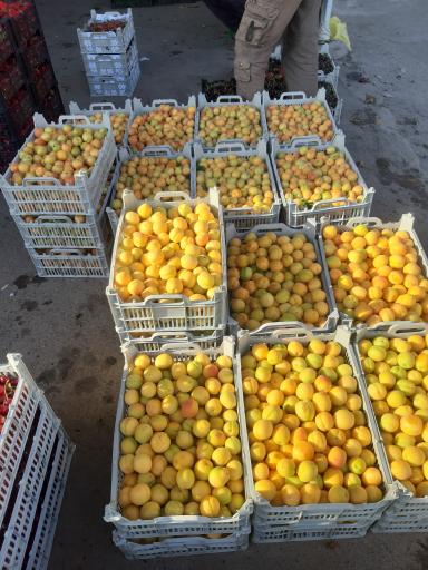 عکس بارفروشی و حق العمل کاری برادران اویسی 