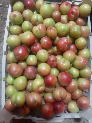 عکس بارفروشی و حق العمل کاری برادران اویسی 