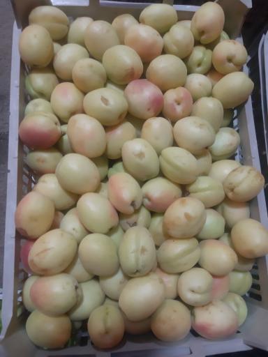 عکس بارفروشی و حق العمل کاری برادران اویسی 