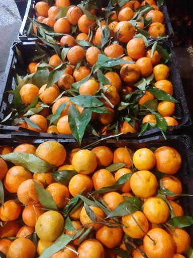 عکس بارفروشی و حق العمل کاری برادران اویسی 