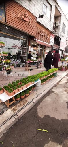 عکس گلفروشی قاصدک رهگذر