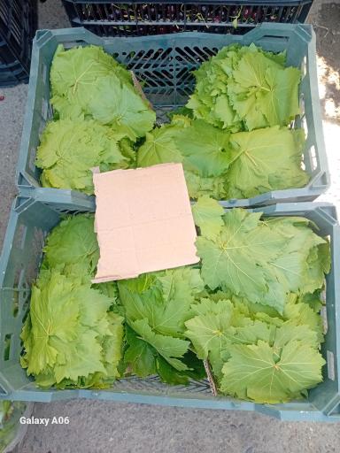 عکس بارفروشی و حق العمل کاری برادران اویسی 