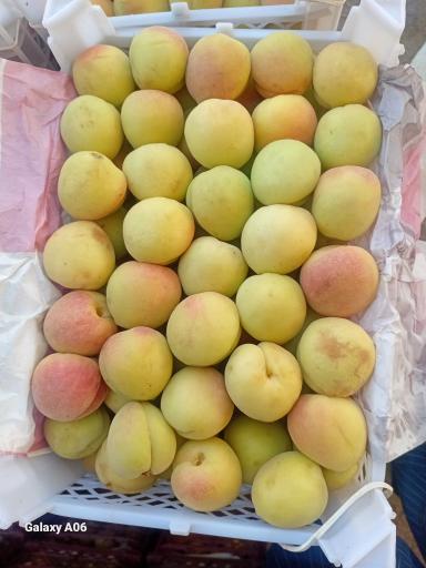 عکس بارفروشی و حق العمل کاری برادران اویسی 