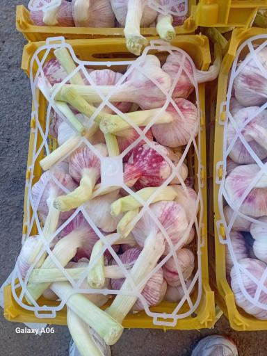 عکس بارفروشی و حق العمل کاری برادران اویسی 