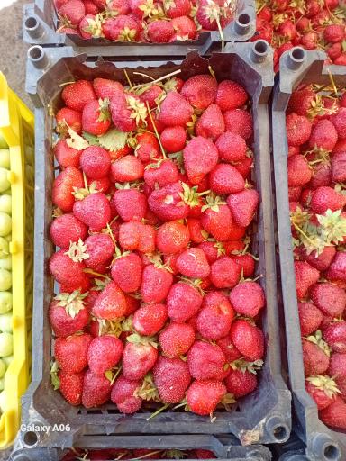 عکس بارفروشی و حق العمل کاری برادران اویسی 