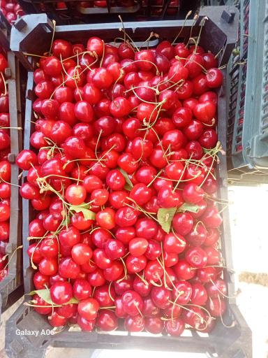 عکس بارفروشی و حق العمل کاری برادران اویسی 