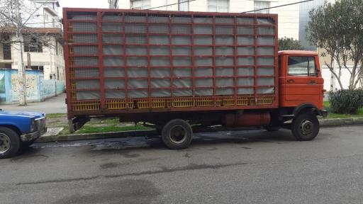 عکس پخش مرغ سام