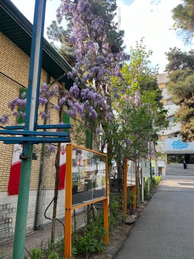 عکس دانشگاه علامه طباطبائی