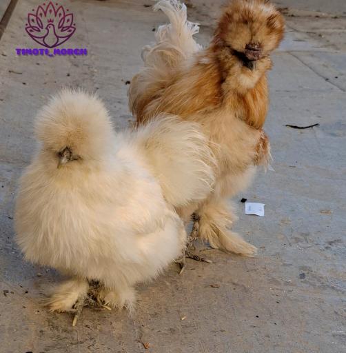 عکس مجموعه تیموتی مرغ