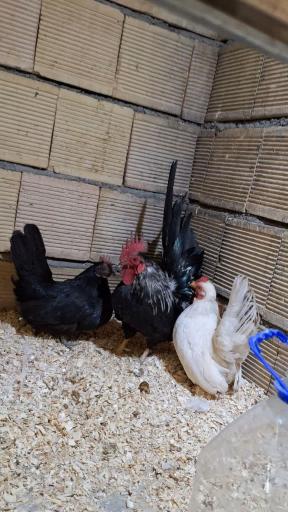 عکس مجموعه تیموتی مرغ