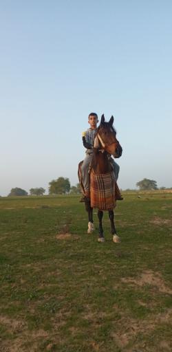 عکس گدارچیتی