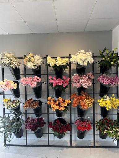 عکس استودیو گل گلناز