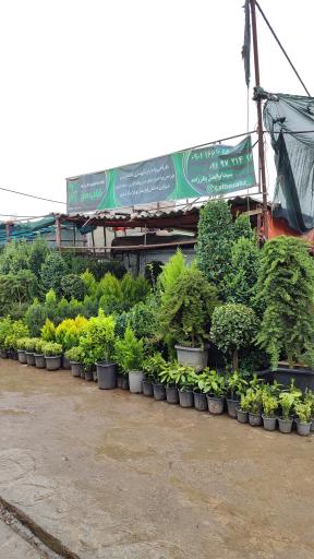 عکس گلفروشی قلب سبز