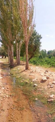 عکس عسگران