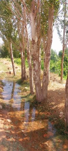 عکس عسگران