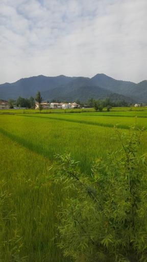 عکس ماسال