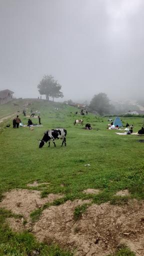 عکس ماسال