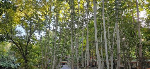 عکس رستوران باغبان