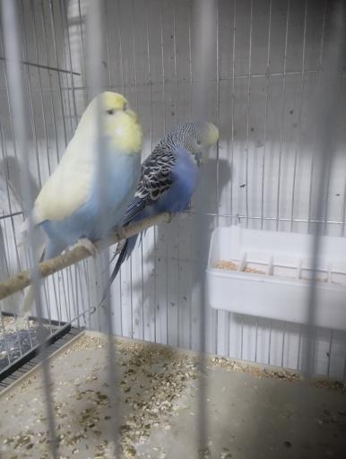 عکس شاه طوطی مارکت