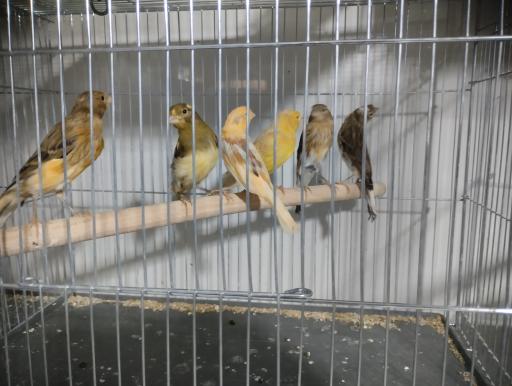 عکس شاه طوطی مارکت