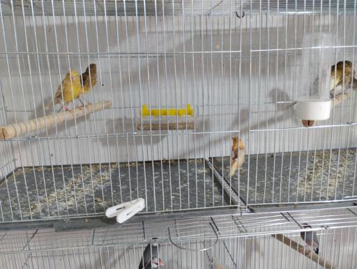 عکس شاه طوطی مارکت