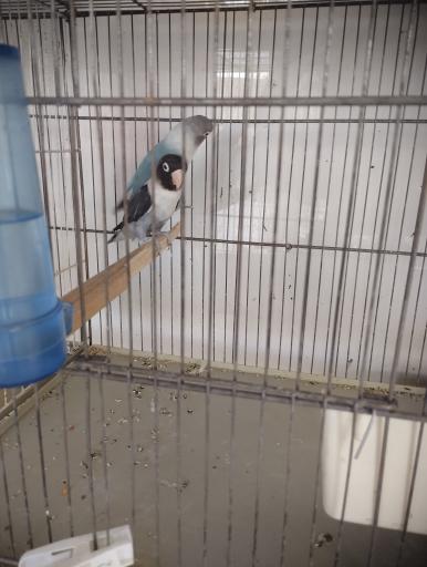 عکس شاه طوطی مارکت