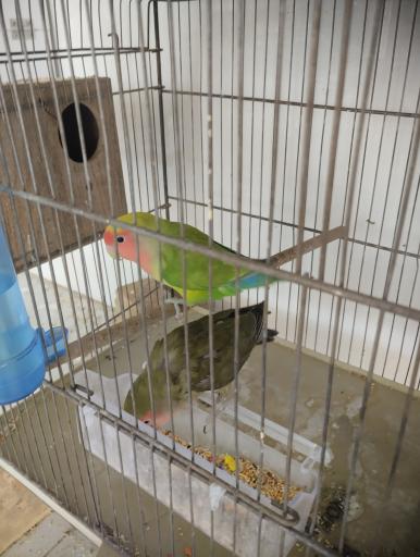 عکس شاه طوطی مارکت