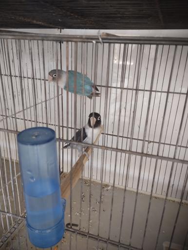 عکس شاه طوطی مارکت