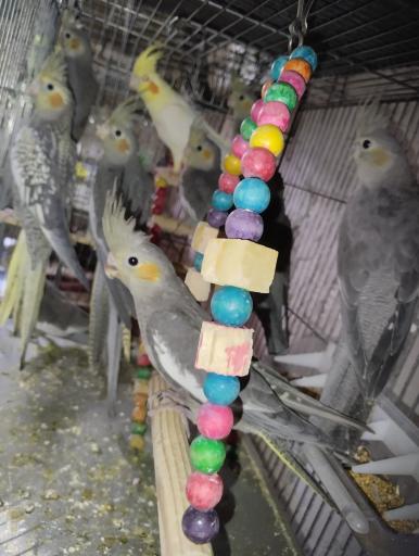 عکس شاه طوطی مارکت