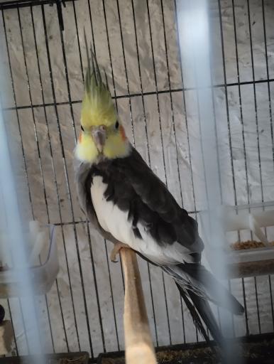 عکس شاه طوطی مارکت