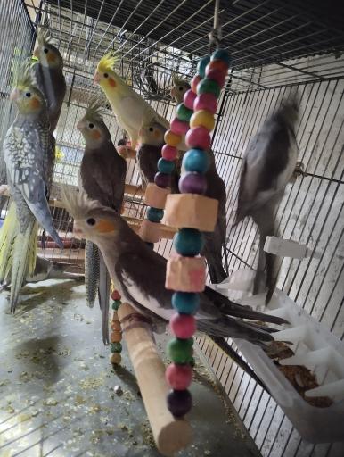 عکس شاه طوطی مارکت