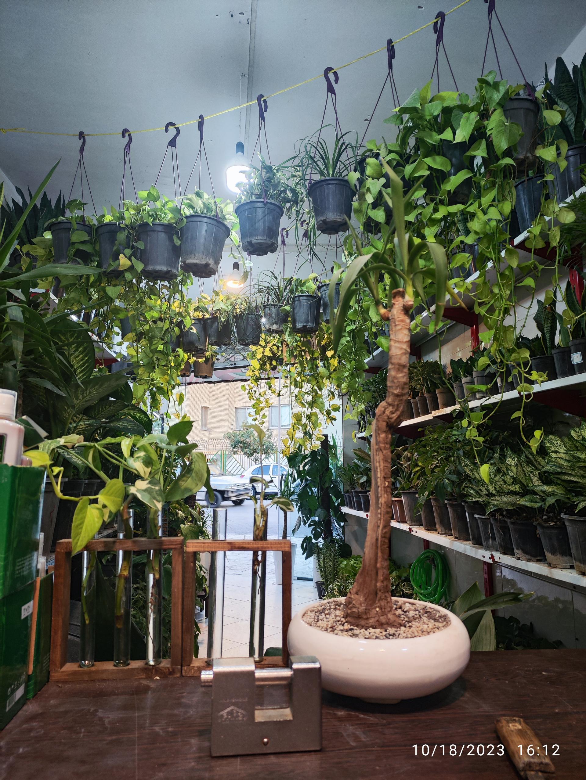 عکس گل و گیاه آپارتمانی کلبه سبز