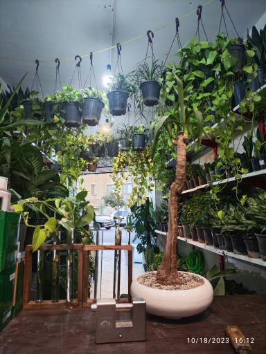 عکس گل و گیاه آپارتمانی کلبه سبز