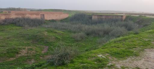 عکس کاخ آپادانای شوش