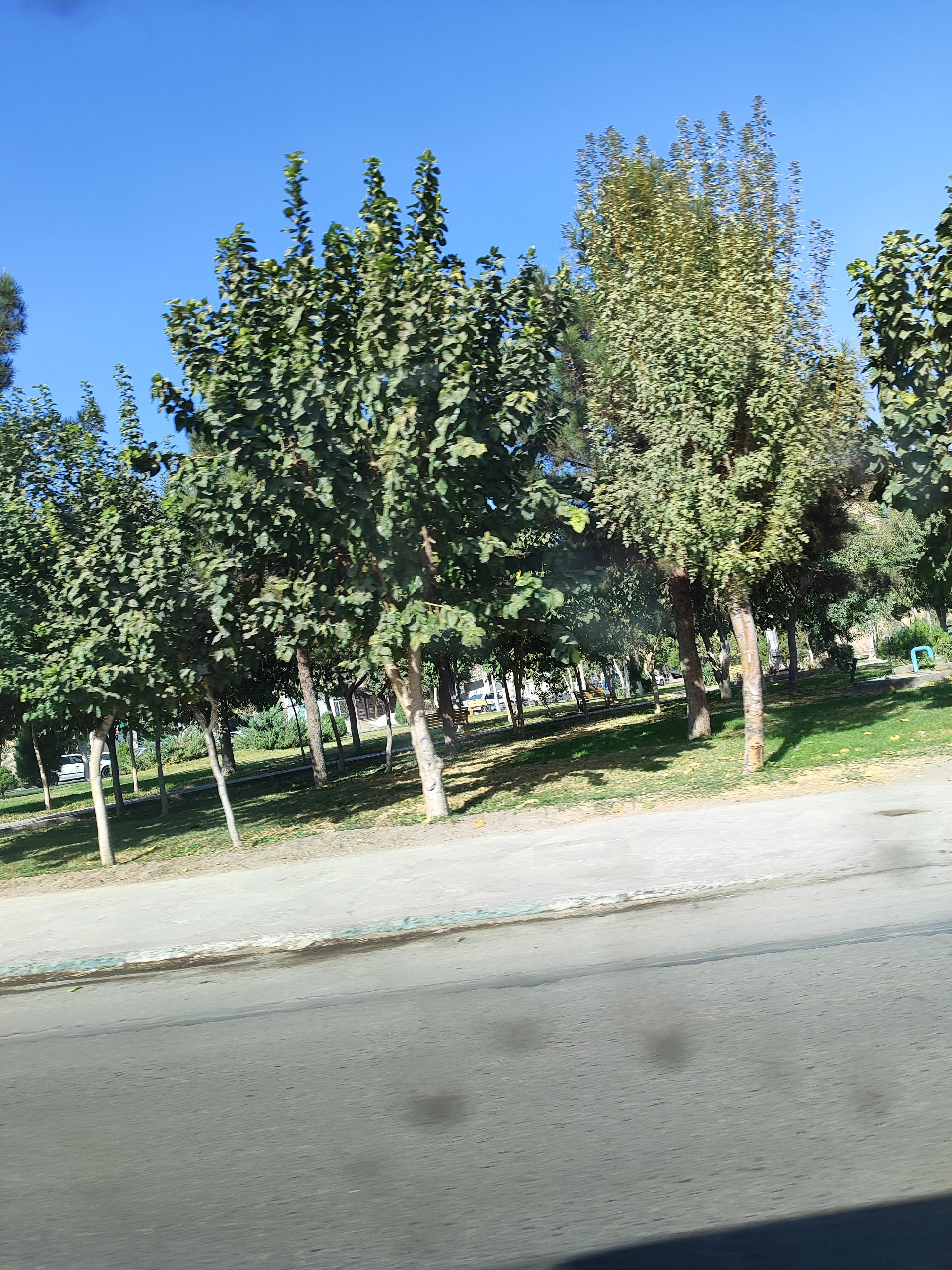 عکس فضای سبز شیرودی 