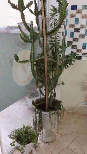 عکس کافه امید