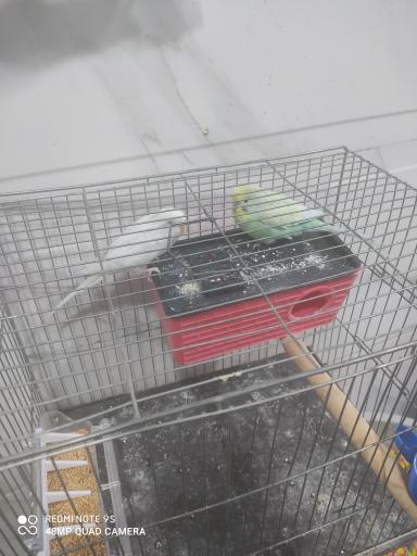 عکس بهشت پرندگان 