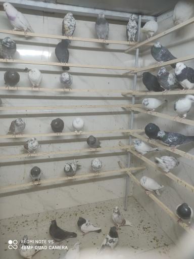 عکس بهشت پرندگان 