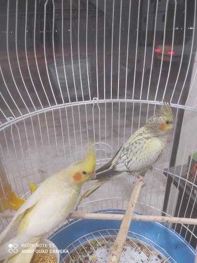 عکس بهشت پرندگان 