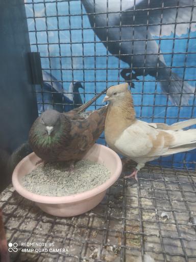 عکس بهشت پرندگان 