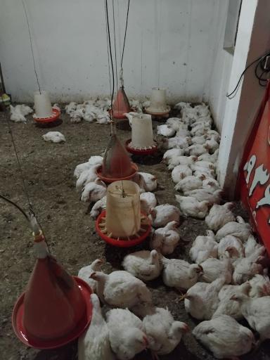 عکس ارزانکده مرغ زنده واحدی 