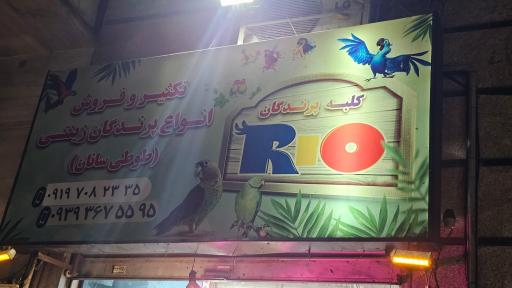 عکس پرنده ریو 