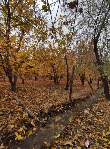 عکس اردهه