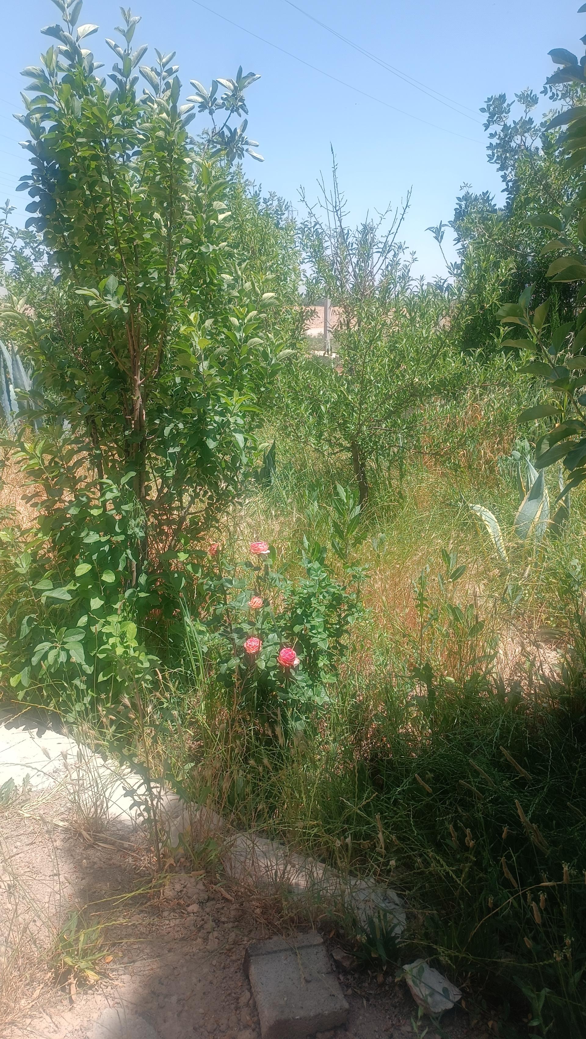 عکس پارک گل سرخ