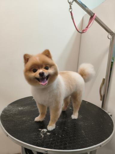 عکس کلینیک دامپزشکی رسپینا