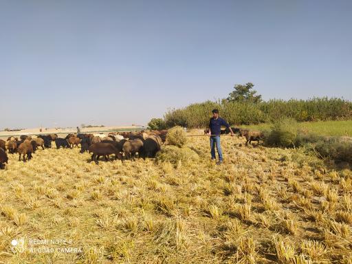 عکس فلاورجان