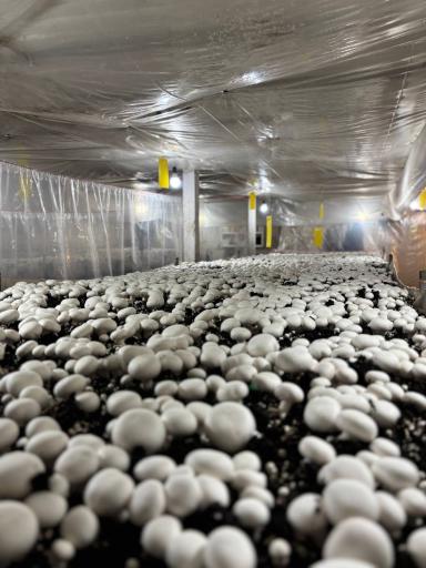 عکس پرورش قارچ فرزام