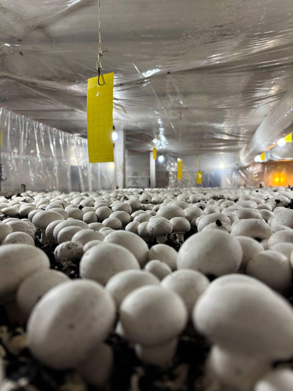 عکس پرورش قارچ فرزام