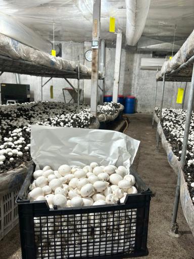 عکس پرورش قارچ فرزام