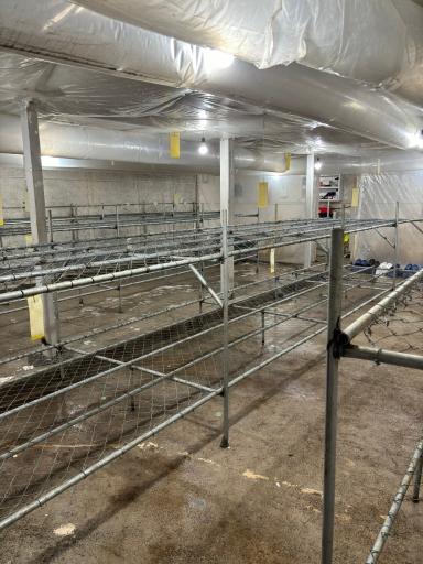 عکس پرورش قارچ فرزام